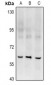 Anti-RGS14 Antibody