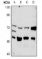 Anti-PLK3 Antibody