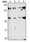 Anti-TAF3 Antibody