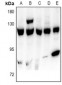 Anti-USP15 Antibody