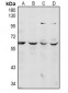 Anti-CDC14A Antibody