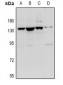 Anti-Contactin 1 Antibody