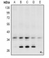 Anti-Carbonic Anhydrase 4 Antibody