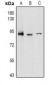 Anti-CD97 alpha Antibody