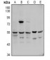 Anti-Factor X LC Antibody