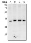 Anti-GPR174 Antibody