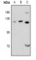 Anti-GPRC6A Antibody