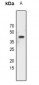 Anti-C/EBP alpha (pS21) Antibody