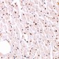 Anti-MITF (pS180) Antibody