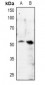 Anti-MITF (pS180) Antibody
