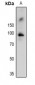 Anti-RSK1 (pT359/S363) Antibody