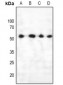 Anti-PTEN (pS385) Antibody