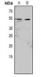 Anti-Caspase 9 (pY153) Antibody
