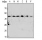 Anti-CDK7 (pT170) Antibody