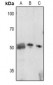 Anti-p57 Kip2 (pT310) Antibody