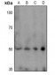 Anti-TPH1 (pS58) Antibody
