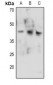 Anti-CDK9 (pT186) Antibody