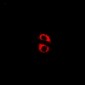 Anti-Kir6.2 (pT224) Antibody