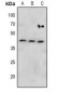 Anti-MKK4 (pS257) Antibody