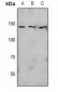 Anti-eNOS (pS615) Antibody