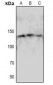 Anti-eNOS (pS1179) Antibody