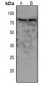 Anti-WEE1 (pS642) Antibody