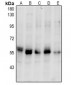 Anti-PINK1 (pS228) Antibody