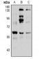 Anti-Histone Deacetylase 2 (pS394) Antibody
