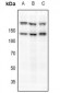 Anti-c-Met (pS985) Antibody
