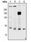 Anti-CD91 (pS4520) Antibody