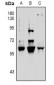 Anti-Vimentin (pS39) Antibody