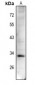 Anti-Cyclin D1 (pT288) Antibody