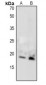 Anti-MBP (pT232) Antibody