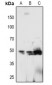 Anti-PTP1B (pY66) Antibody