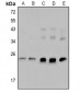 Anti-cTnI (pS23/S24) Antibody