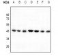 Anti-C/EBP alpha Antibody