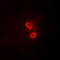 Anti-SYK Antibody