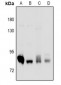 Anti-PKC delta Antibody