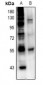 Anti-ETS1 Antibody