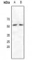 Anti-NRF1 Antibody