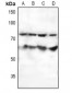 Anti-SF1 Antibody