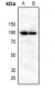 Anti-CD360 Antibody