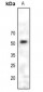 Anti-PAX6 Antibody