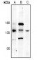 Anti-PERK (pT982) Antibody