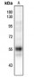 Anti-RUNX1 (pS249) Antibody