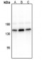 Anti-CD117 (pY936) Antibody