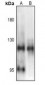Anti-NF-kappaB p105 (pS903) Antibody