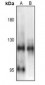 Anti-NF-kappaB p105 (pS903) Antibody