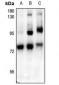 Anti-c-RAF (pS621) Antibody