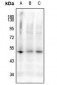 Anti-Caspase 9 (pS144) Antibody